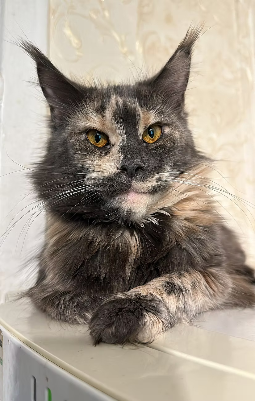 Maine Coon kitten and adult cat together